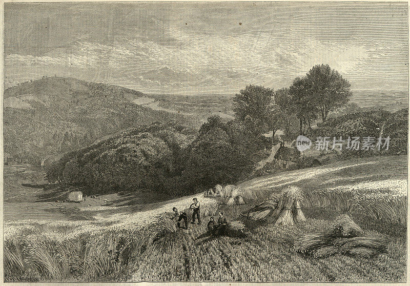 19世纪维多利亚时代的农业工人在萨里玉米地里收割庄稼