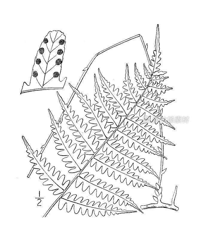 古植物学植物插图:模拟鳞毛蕨，马萨诸塞州盾蕨