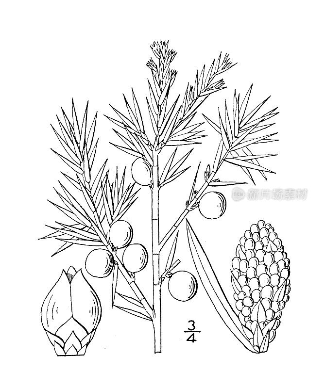 古植物学植物插图:杜松、杜松