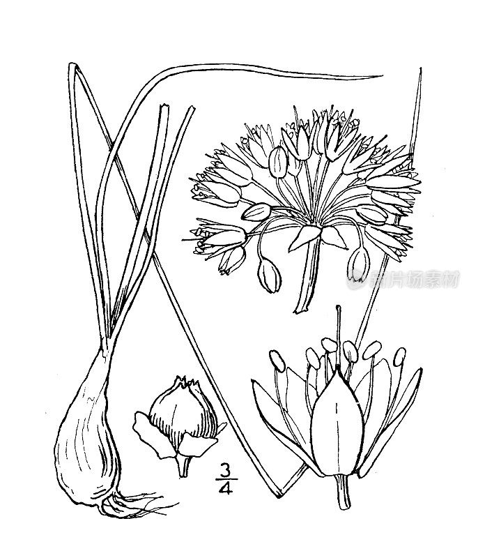 古植物学植物插图:星状葱、草原野生洋葱