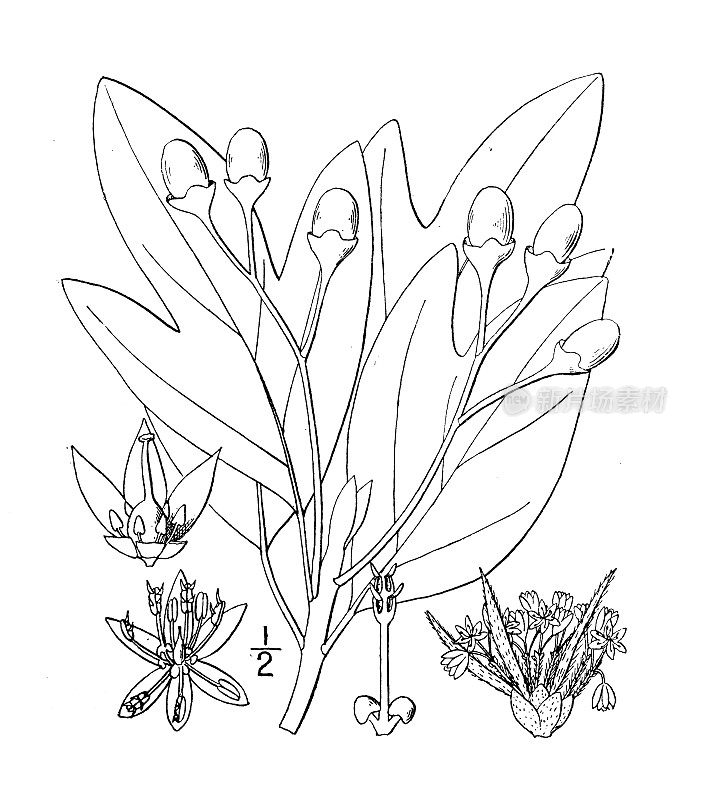 古植物学植物插图:黄樟、黄樟或黄樟树