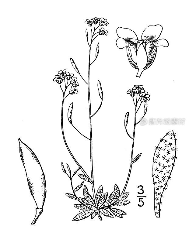 古植物学植物插图:冬青，北极黄草