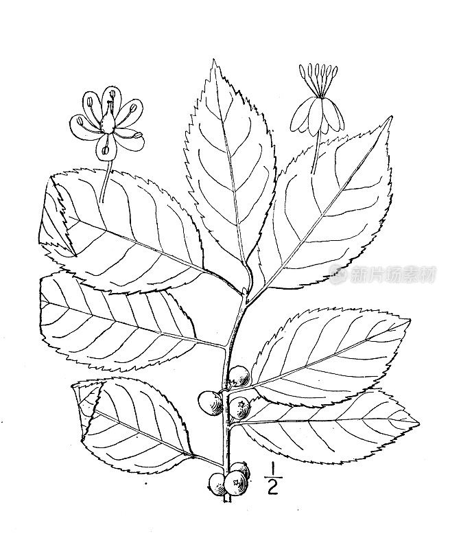 古植物学植物插图:冬青、弗吉尼亚冬莓、黑桤木