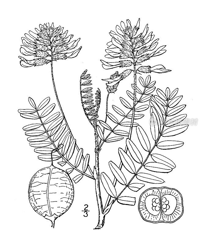 古植物学植物插图:黄芪，大地李