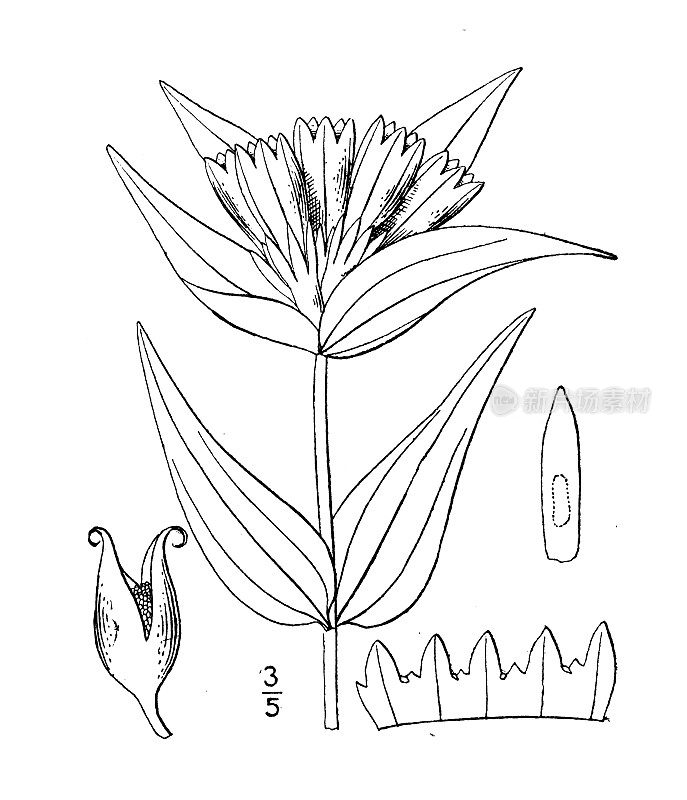 古植物学植物插图:龙胆、红茎龙胆