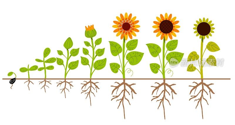 向日葵生长过程。农业植物的成熟阶段从种子到开花和结果的植物，根系，农场花黄花瓣，油籽栽培周期。时髦的向量概念