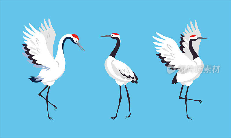 优雅的鹤鸟套装。白鹳，白鹭，苍鹭站在矢量插图和舞蹈
