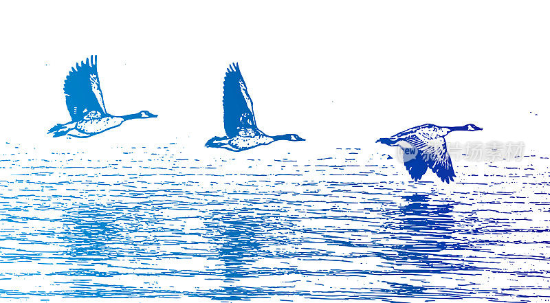 加拿大鹅从湖中起飞