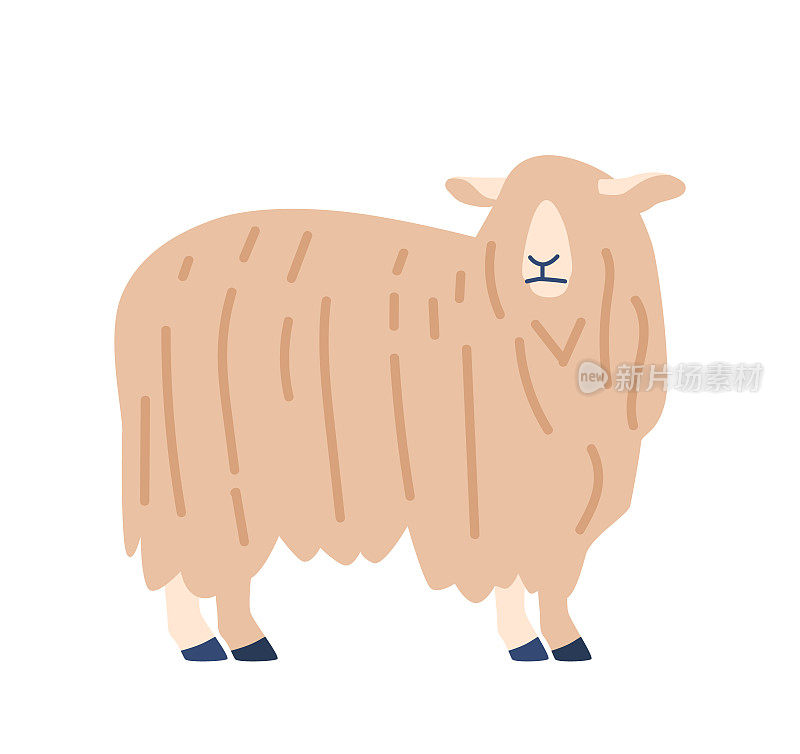 蓬松，白色的羊，适合用于有关牲畜，羊毛生产，或农场生活的文章。柔软可爱的动物