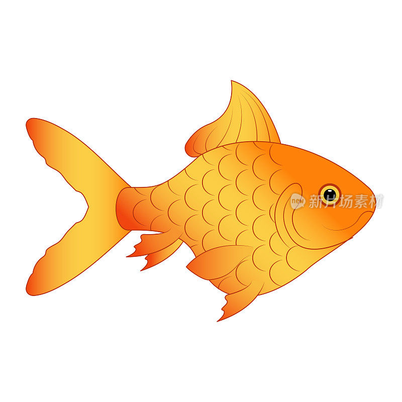 金鱼插图。