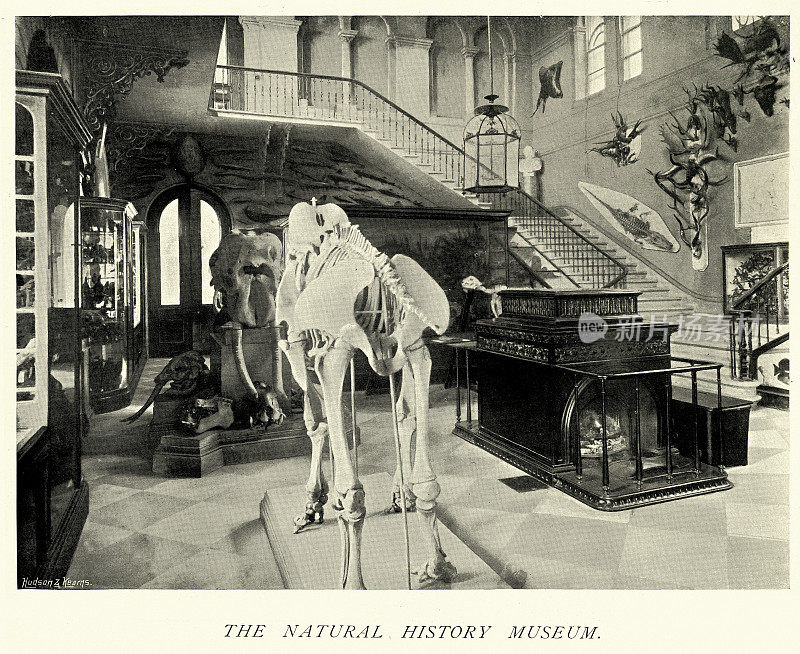 自然历史博物馆，皇家维多利亚医院或内特利医院，护士，维多利亚保健，19世纪90年代