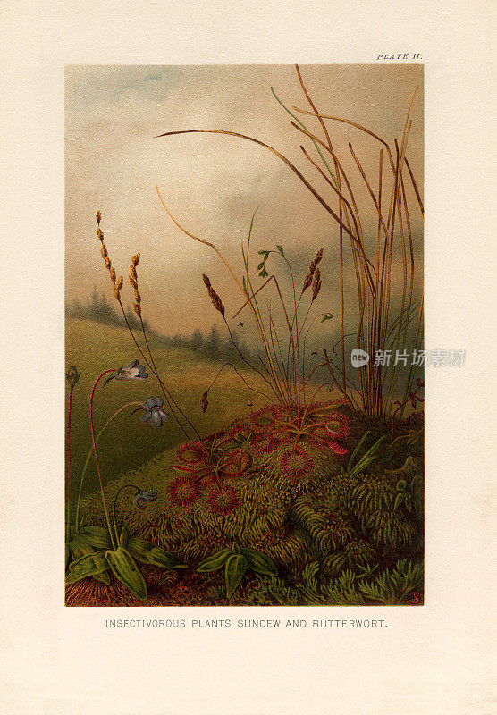 植物自然史，维多利亚植物学插图，1897年，食虫植物，Sundew和Butterwort