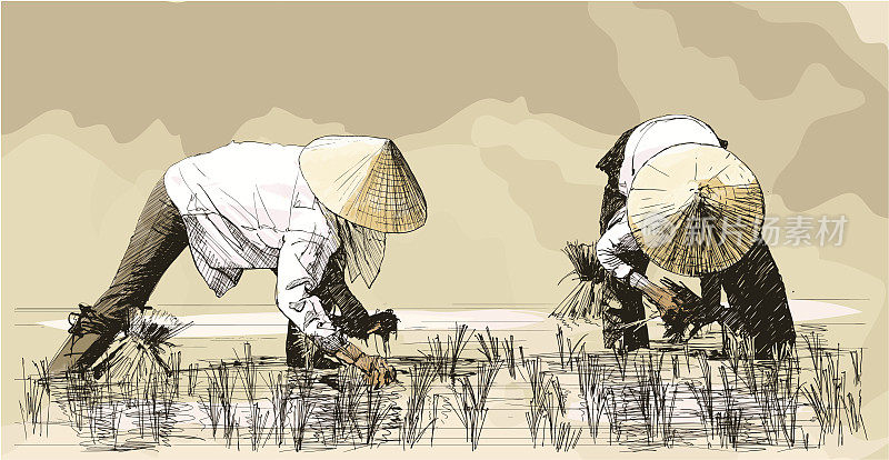 两名妇女在亚洲收割水稻