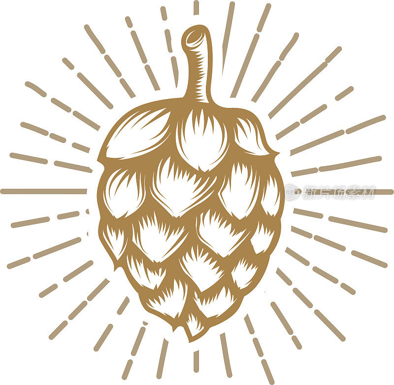 啤酒花插图在金色风格孤立的白色背景。矢量插图。