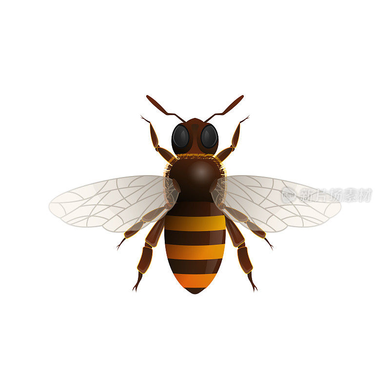 飞行的蜜蜂蜜蜂孤立的矢量图标