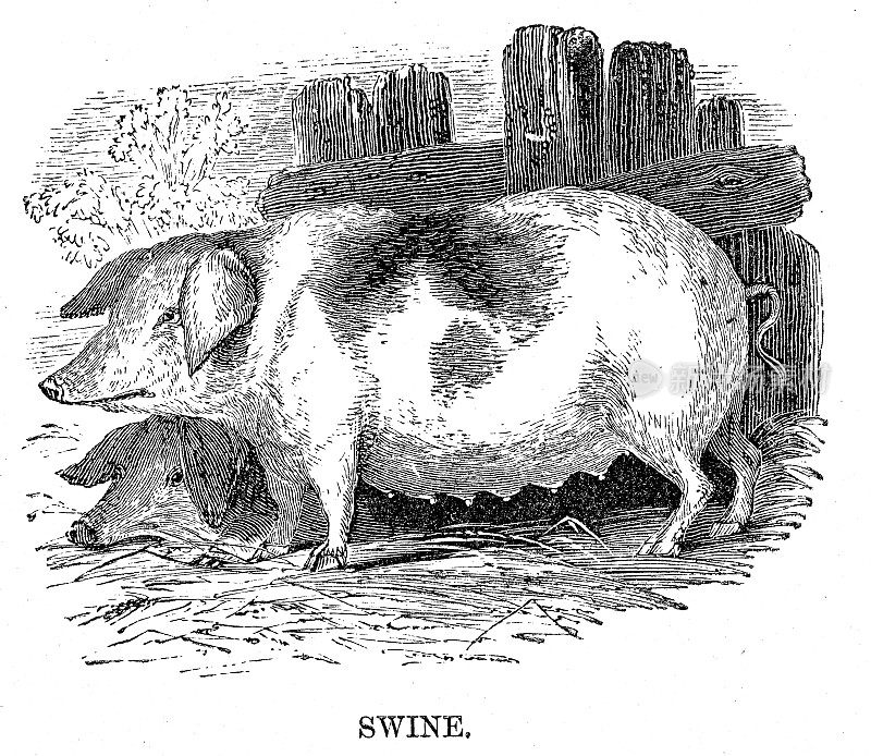 猪雕刻1869