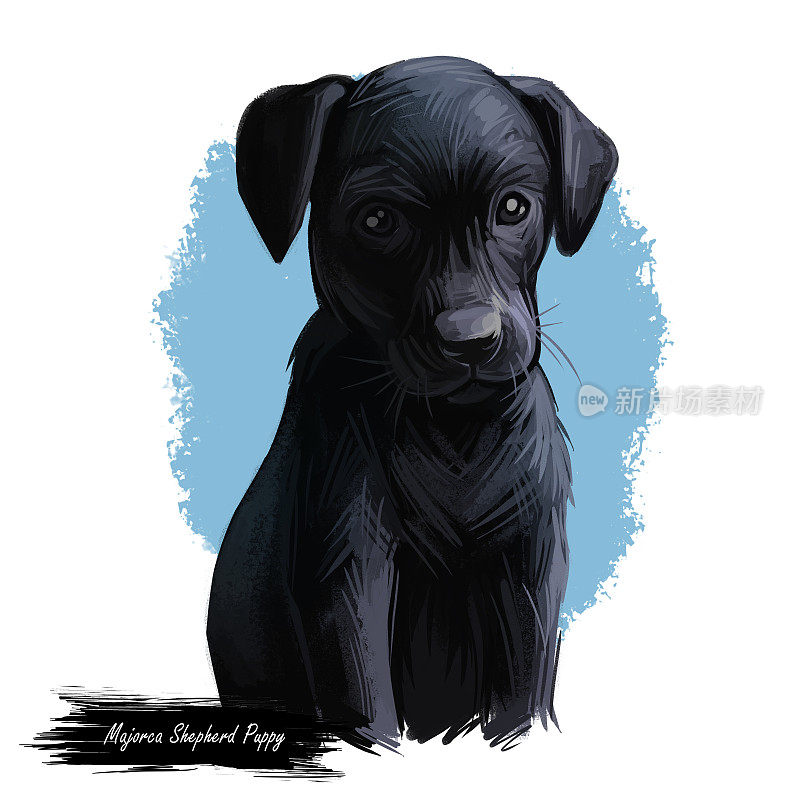 马略卡牧羊犬小狗水彩宠物肖像数码艺术。犬类起源于西班牙，巴利阿里群岛，用于看守羊群和一般用途的农场狗。有皮毛的家养动物。