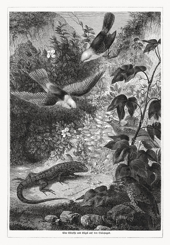 加拉帕戈斯群岛的蜥蜴和鸟类。木刻，1868年出版