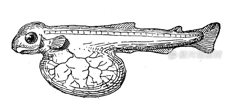 古董插图:鱼的幼虫