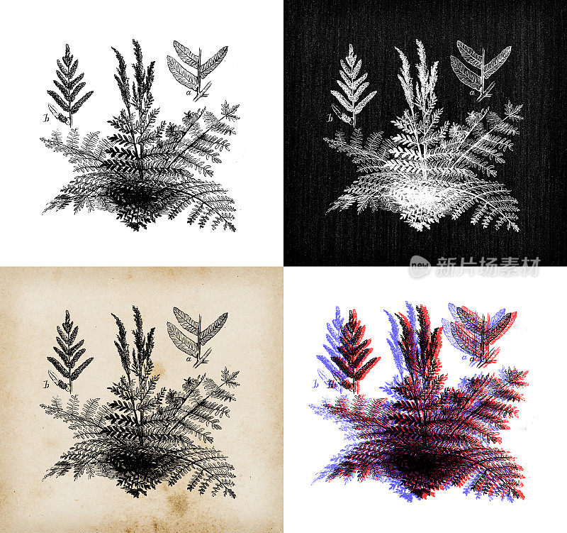 古董植物学插图:金缕梅、王家蕨