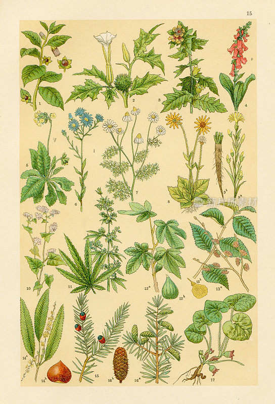 植物、作物、花卉、大麻刻版1895年