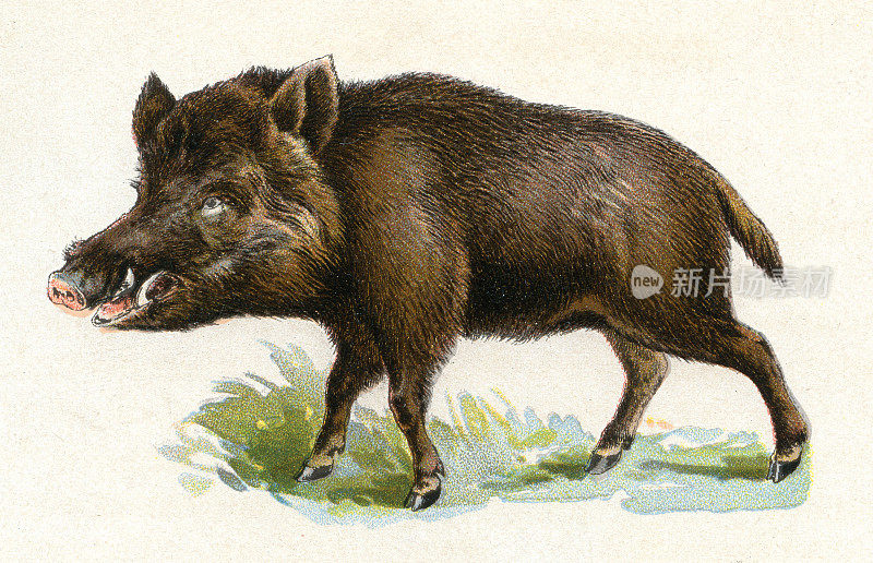野猪插图1899