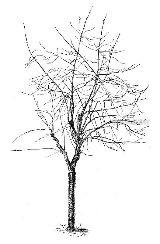 干苹果树雕刻1892年