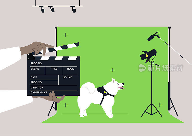 一只狗在电影场景中表演，一只萨摩耶小狗站在色度键背景下，周围是灯光和音响设备