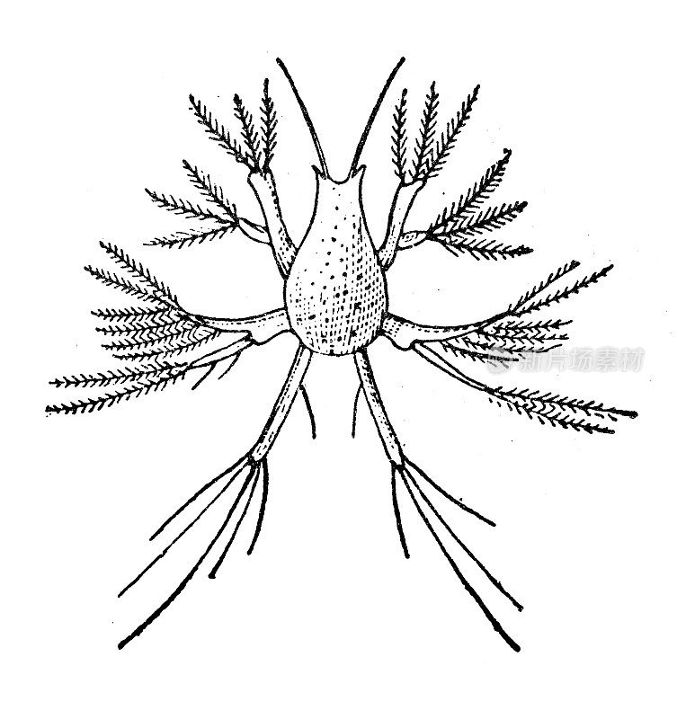 仿古插图:无芯水母，甲壳类幼虫