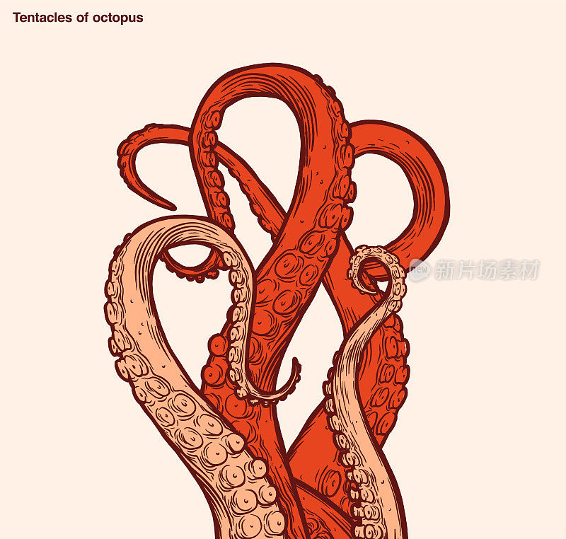 红色的章鱼触须