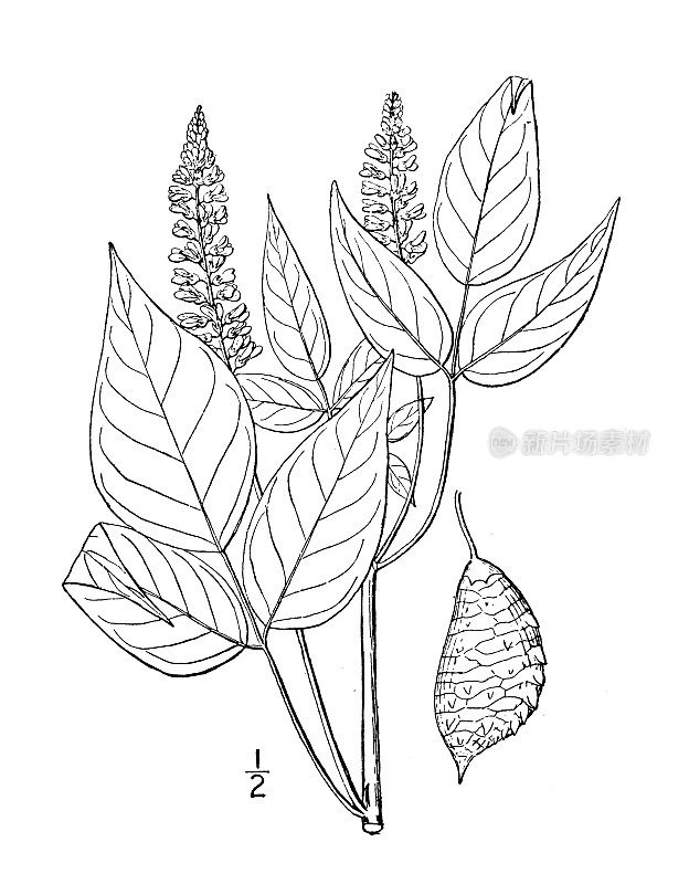 古植物学植物插图:补骨脂、红豆草补骨脂