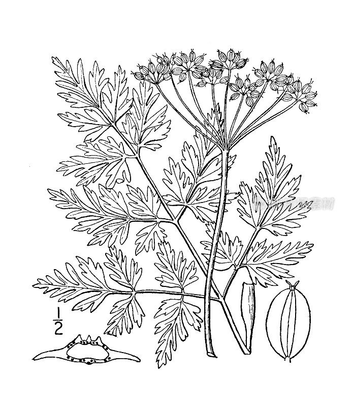 古植物学植物插图:毒芹、铁杉欧芹