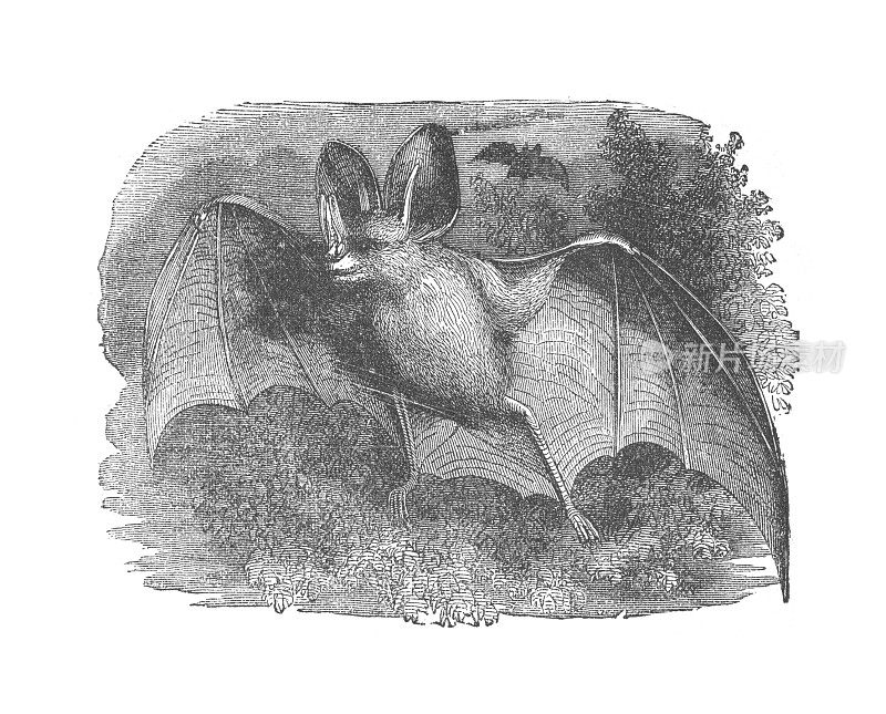 吸血鬼蝙蝠，古董雕刻插图