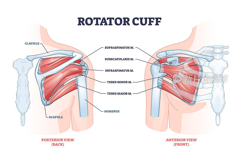 肩袖解剖结构及位置说明轮廓图
