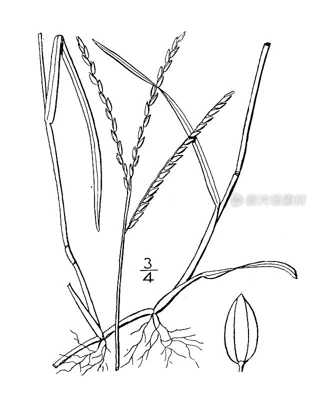 古植物学植物插图:宽叶雀稗、扁雀稗