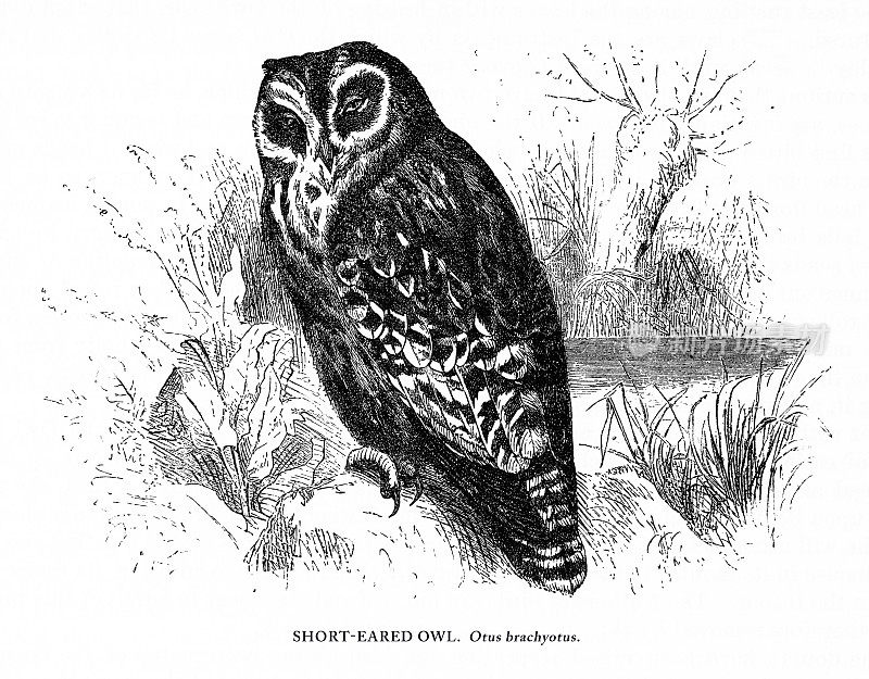 短耳猫头鹰，鸟，古董美国版画:自然历史，1885年