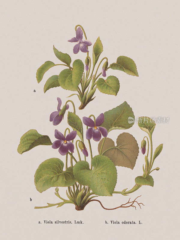 春花(堇菜科)，石版染色，1884年出版