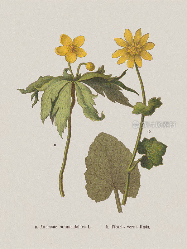 《春花》(毛茛科)，石印，1884年出版