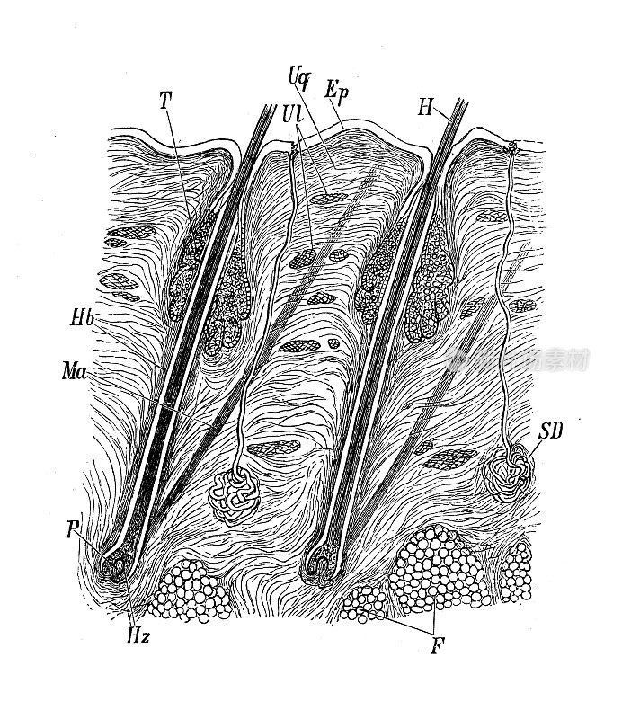 古董生物动物学图像:人的头发