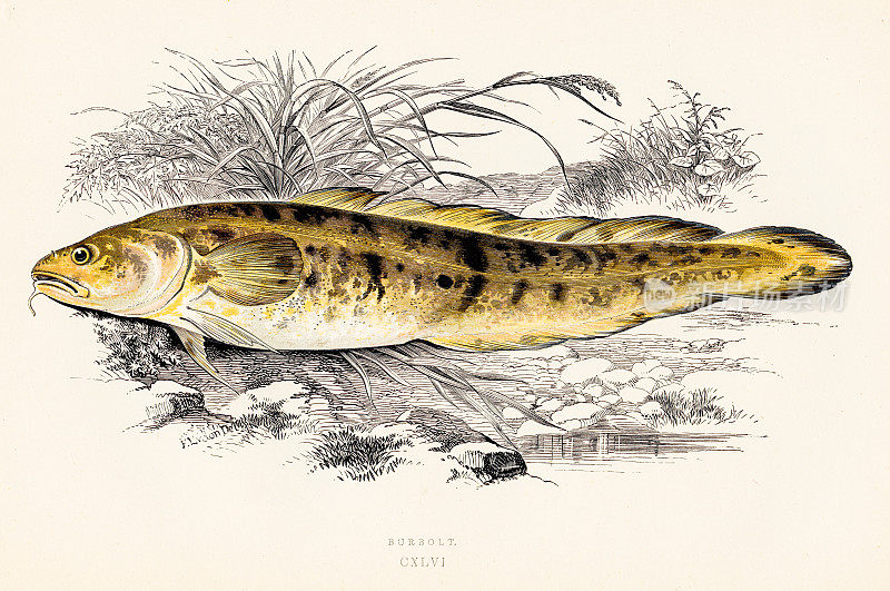 伯伯特或伯伯特鱼-彩色印刷木版1877