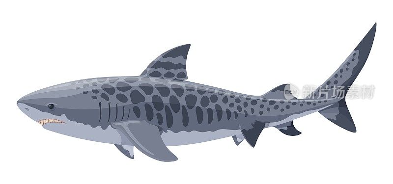 虎鲨游泳侧面视图矢量插图孤立的白色背景