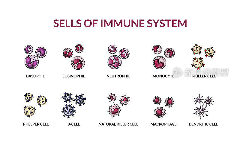 适应性免疫系统的细胞。有名字的人类细胞。科学的微生物载体插图素描风格。血细胞成分的形成