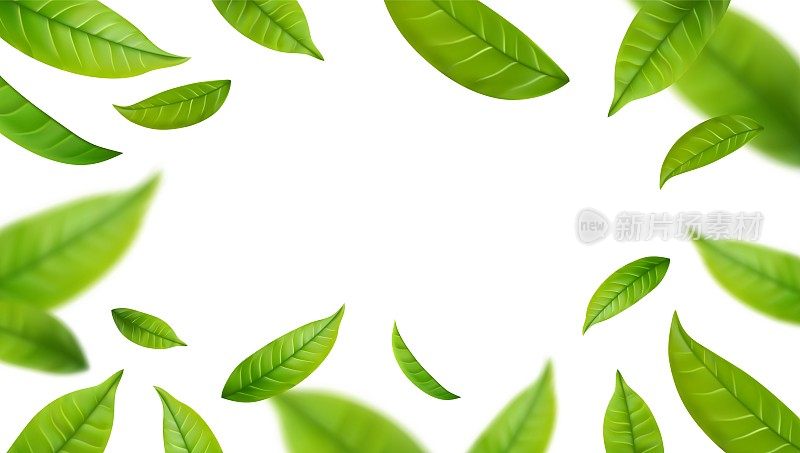 运动中的真实绿茶叶子