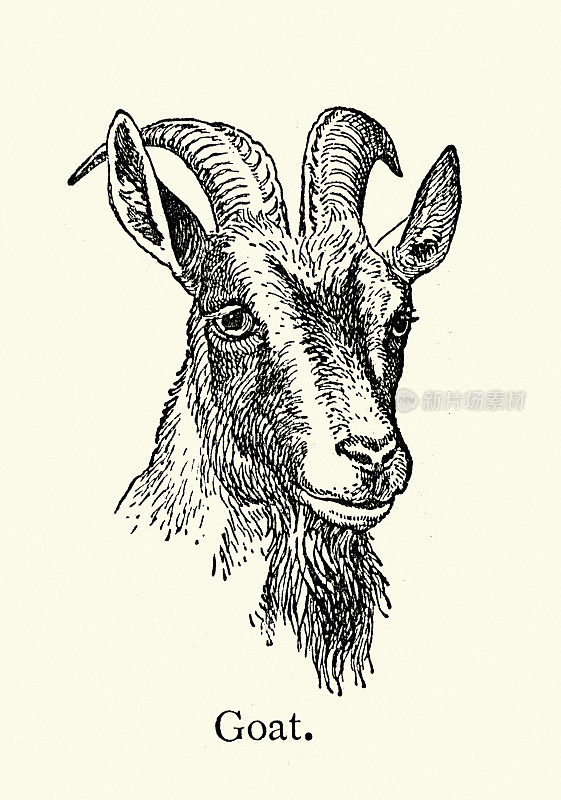山羊头的复古插图