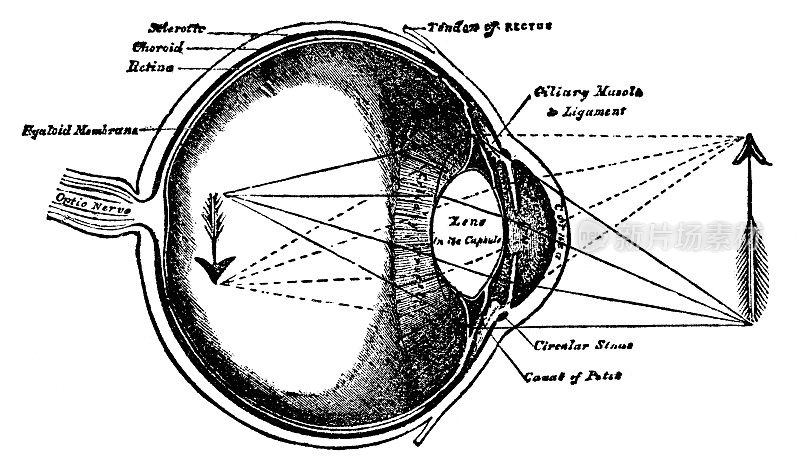 19世纪医学插图用光轴绘制的人眼横切面