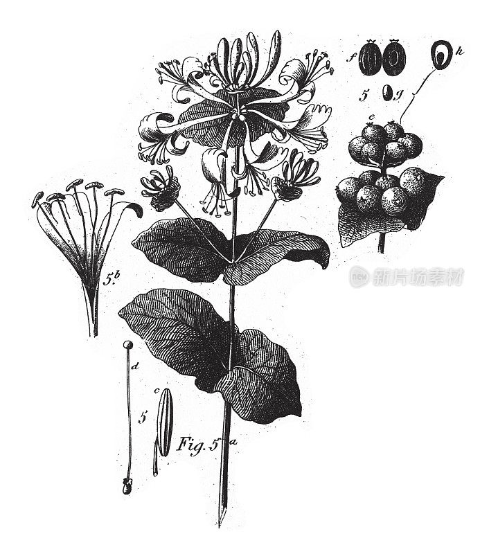梧桐:泡茶的植物和伞形科的代表，一些有毒的雕刻古董插图，出版于1851年