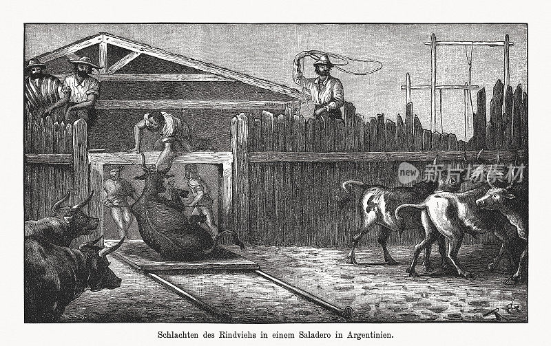 在阿根廷屠宰牛,木版雕刻,1894年出版