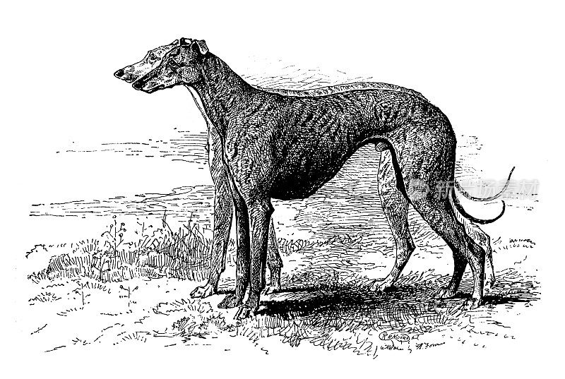 1897年的运动和消遣:赛灰狗
