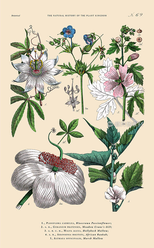 草本和开花植物，植物王国，维多利亚植物插图，大约1853年