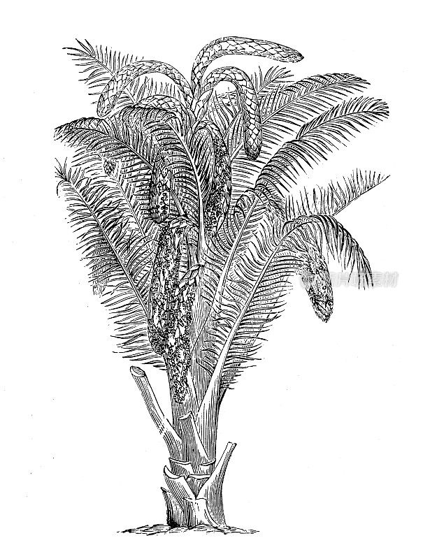 古代植物学插图:苏铁、西米皇后